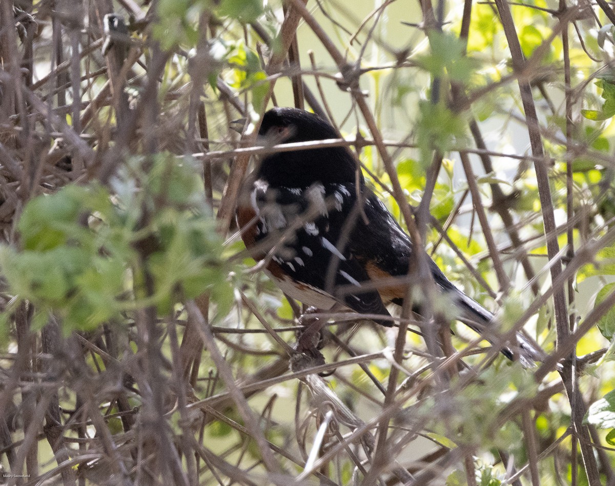 Spotted Towhee - ML543512571