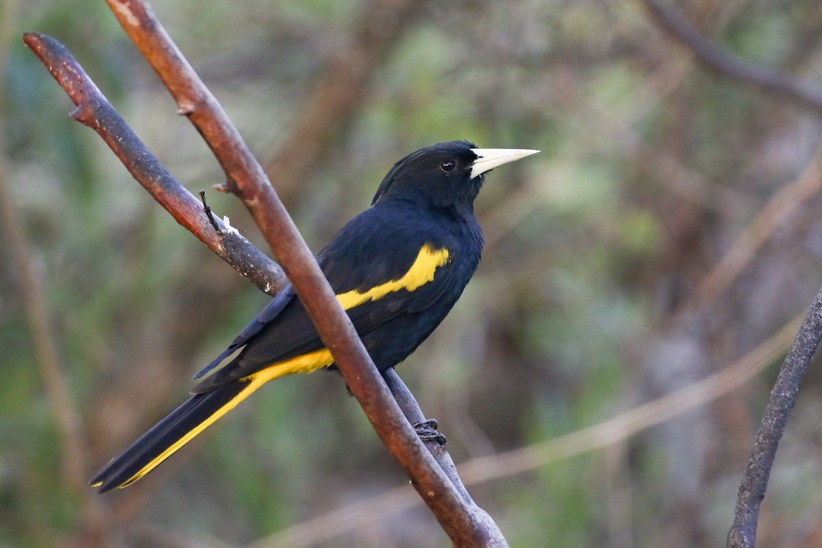 Yellow-winged Cacique - ML543515361