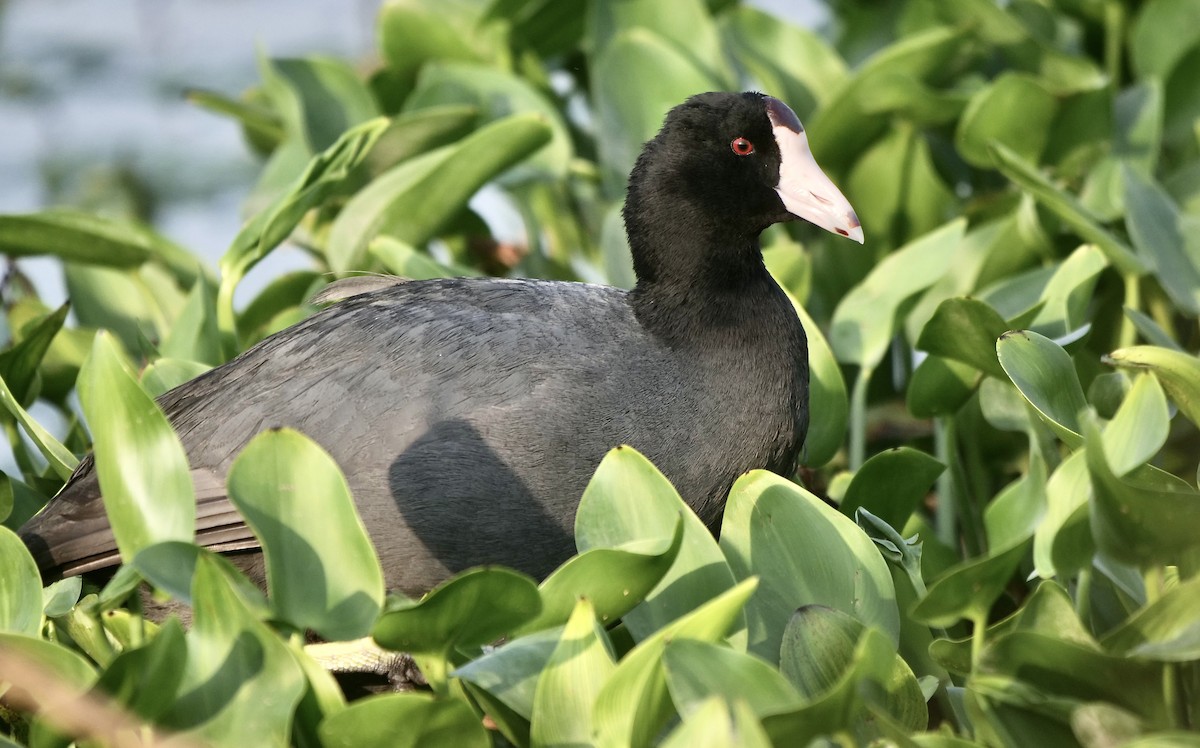 American Coot (Red-shielded) - ML543516331