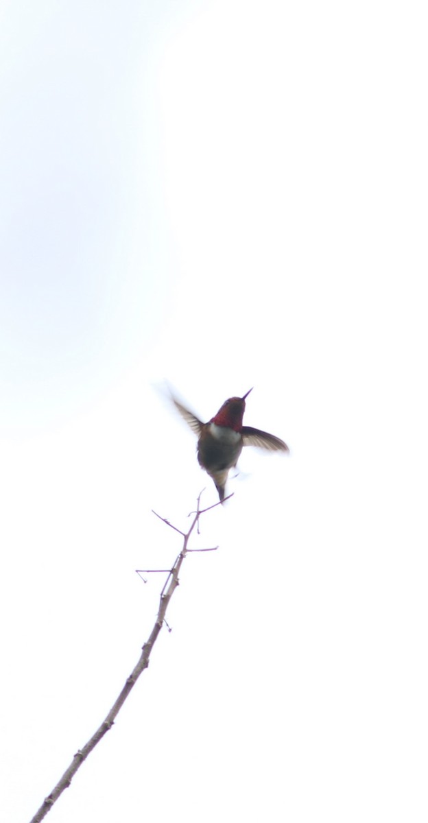 Glow-throated Hummingbird - ML543516911