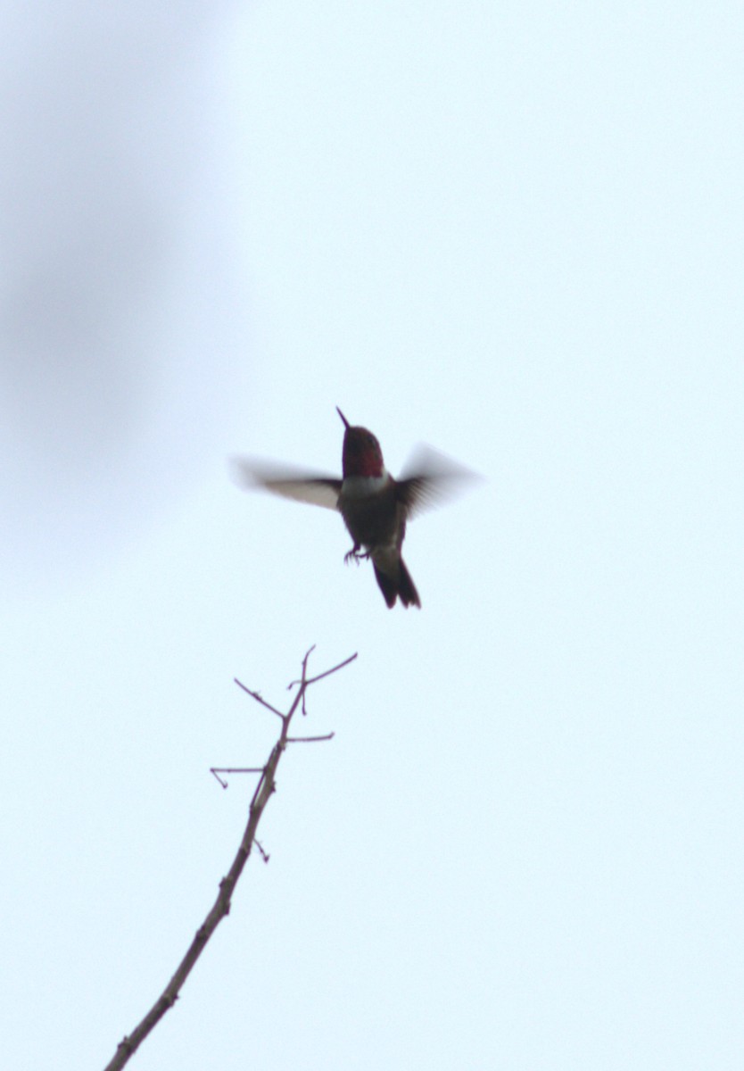 Glow-throated Hummingbird - ML543516921