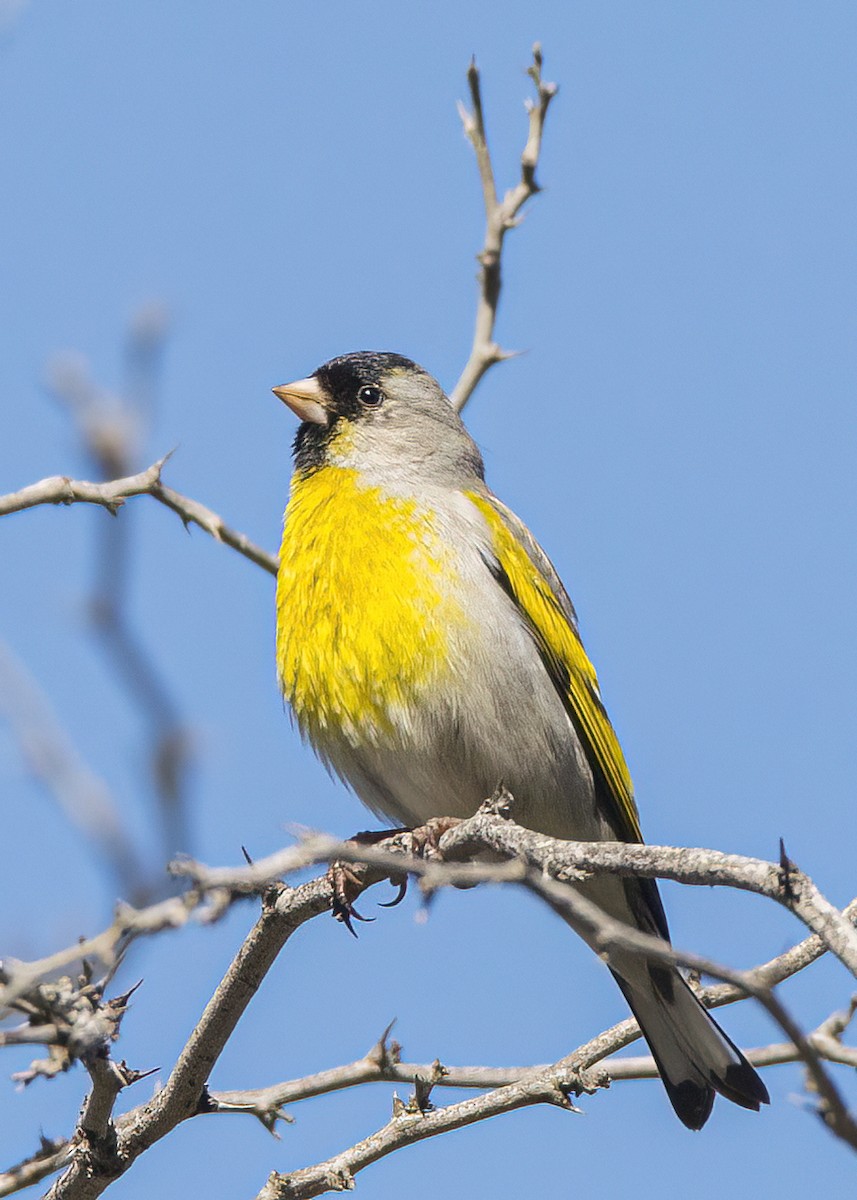 Lawrence's Goldfinch - ML543518751