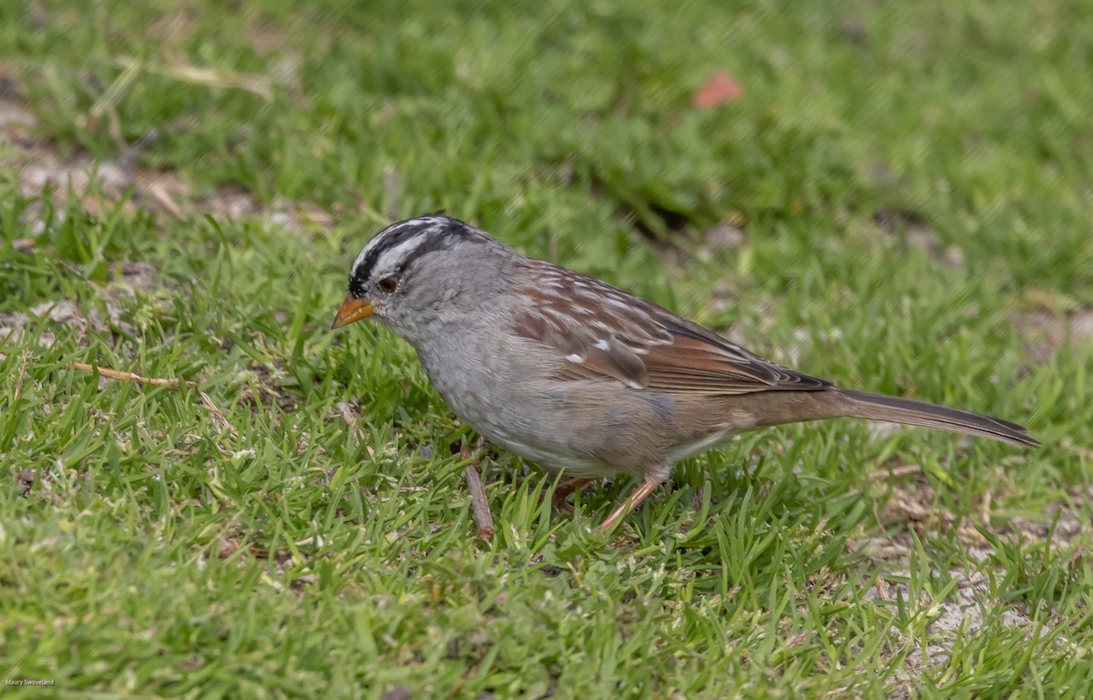 White-crowned Sparrow - ML543519791