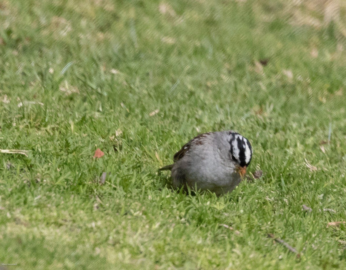White-crowned Sparrow - ML543519801