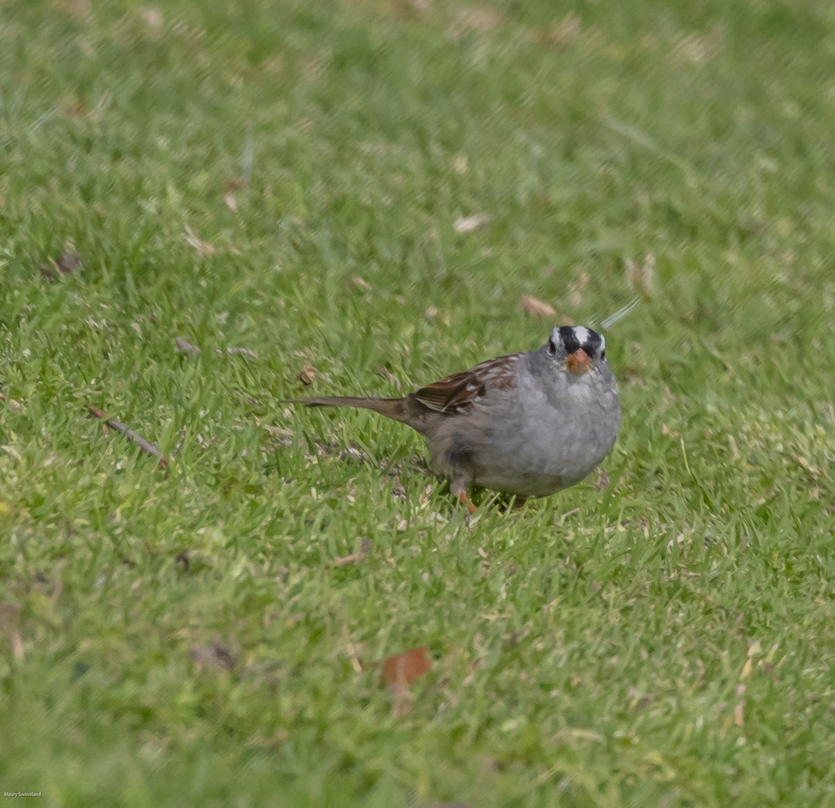 White-crowned Sparrow - Maury Swoveland