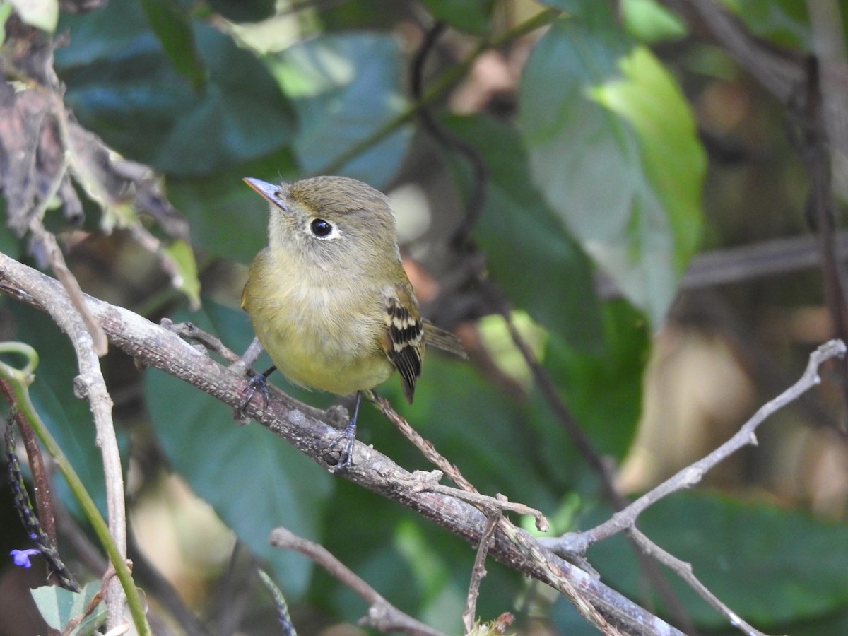 Western Flycatcher (Pacific-slope) - Dave Linehan