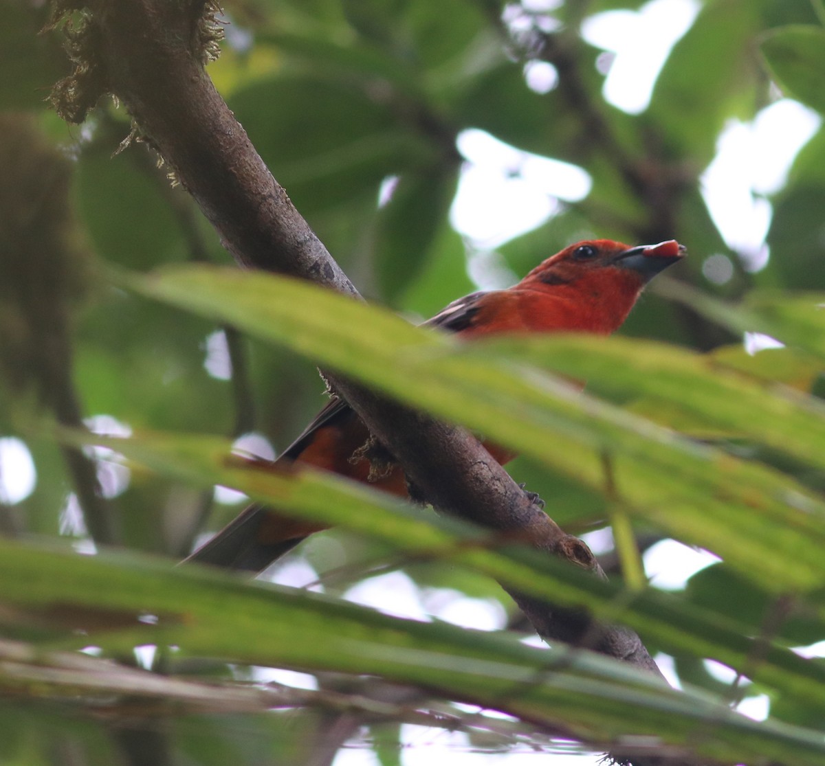 Flame-colored Tanager - ML543524001