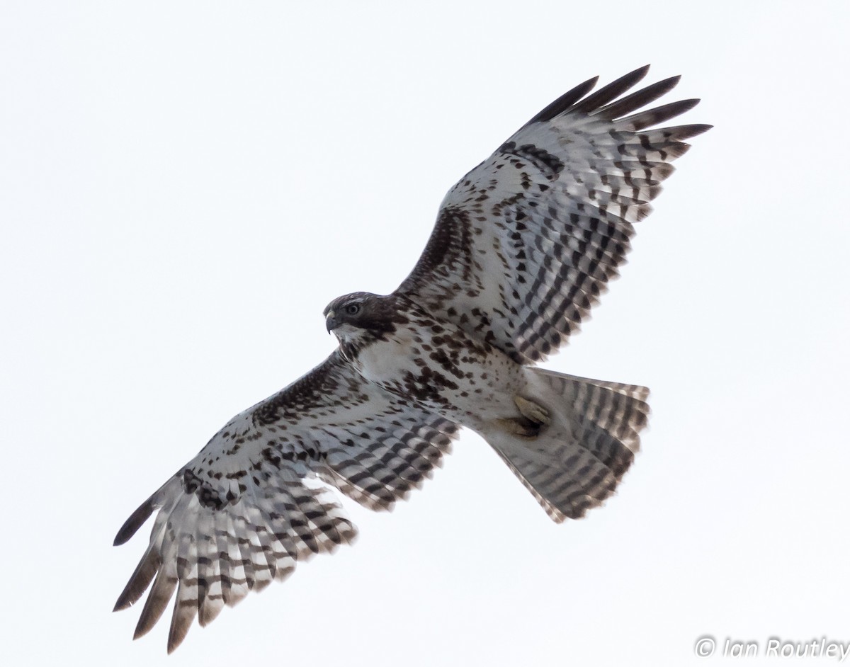 Red-tailed Hawk - ML54352461