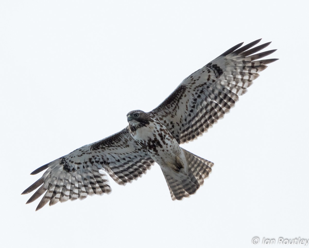 Red-tailed Hawk - ML54352721