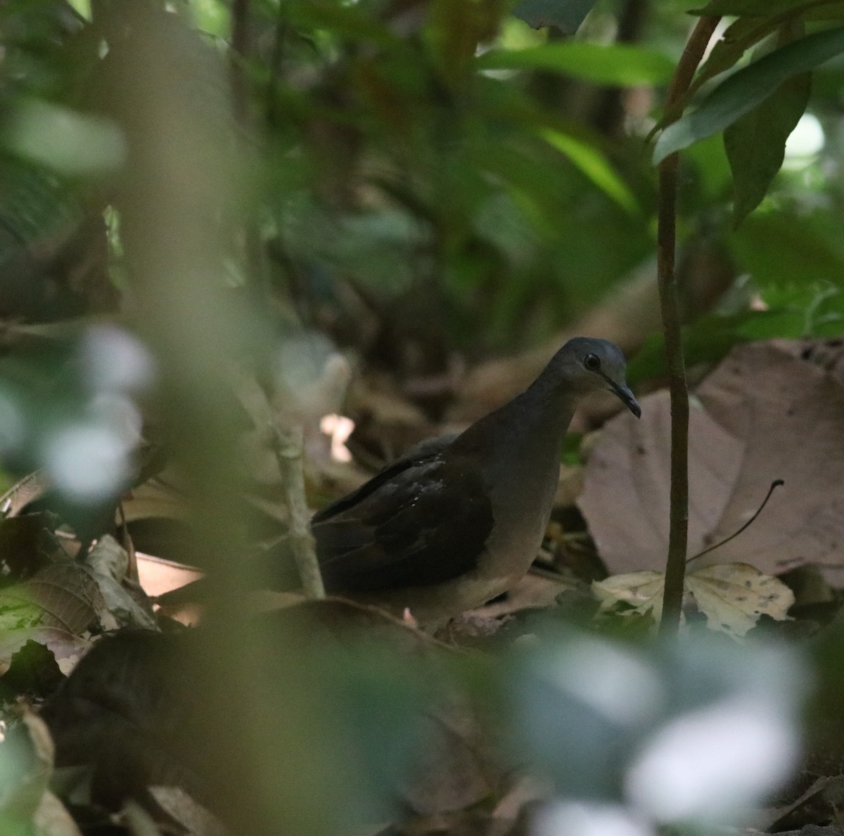 Gray-headed Dove (Brown-backed) - ML543527611