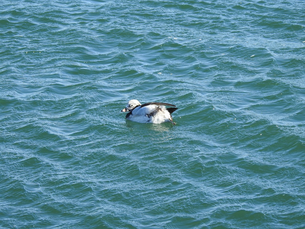 Long-tailed Duck - ML543530191