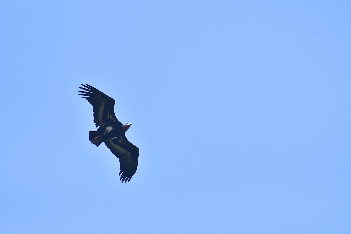 Red-headed Vulture - ML543535131