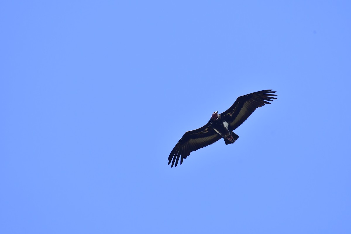 Red-headed Vulture - ML543535181
