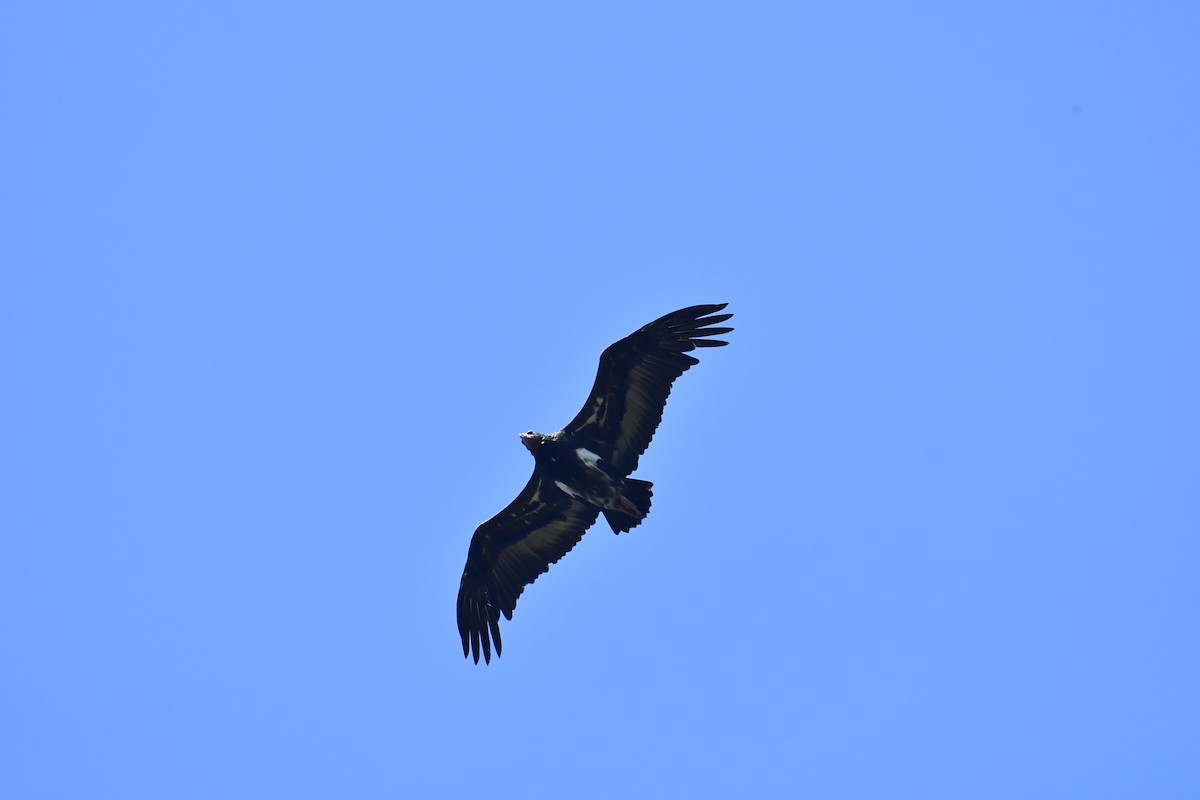 Red-headed Vulture - ML543535191