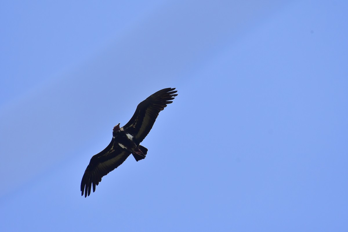 Red-headed Vulture - ML543535201