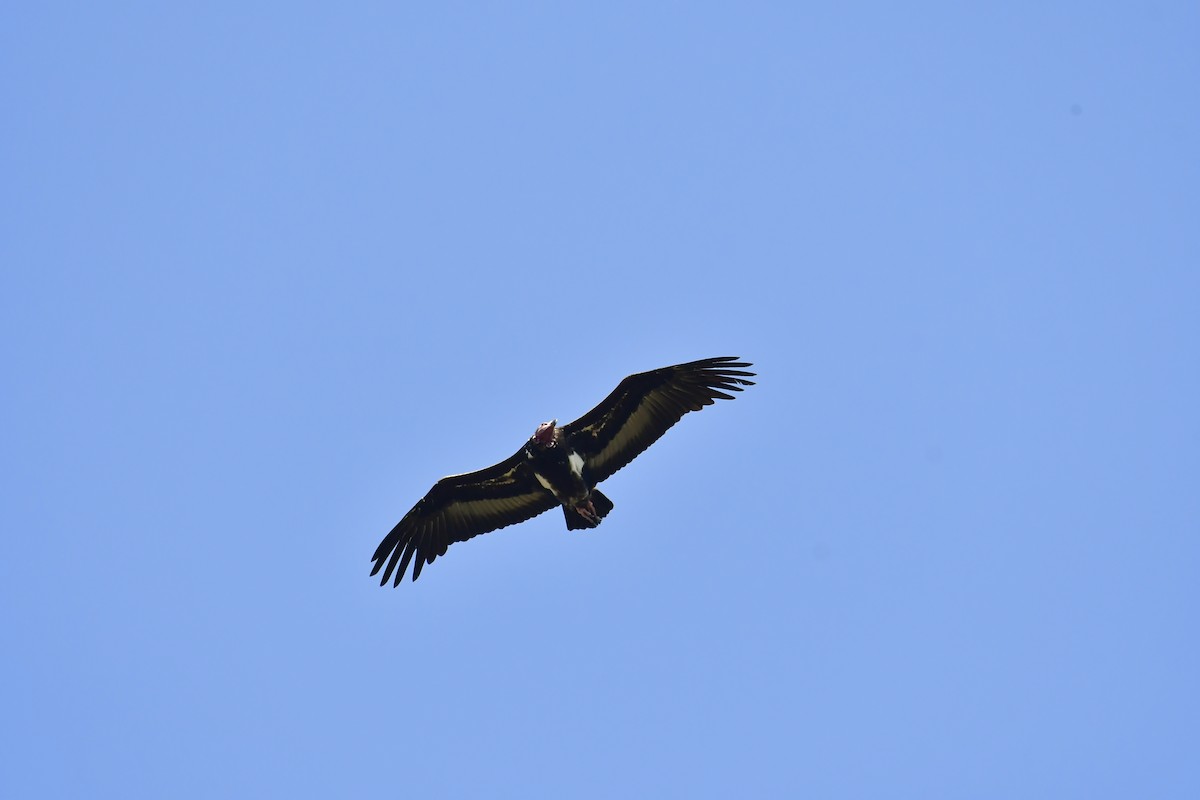 Red-headed Vulture - ML543535211