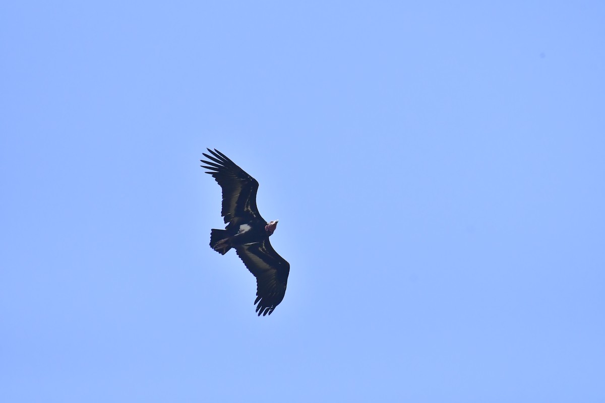 Red-headed Vulture - ML543535221