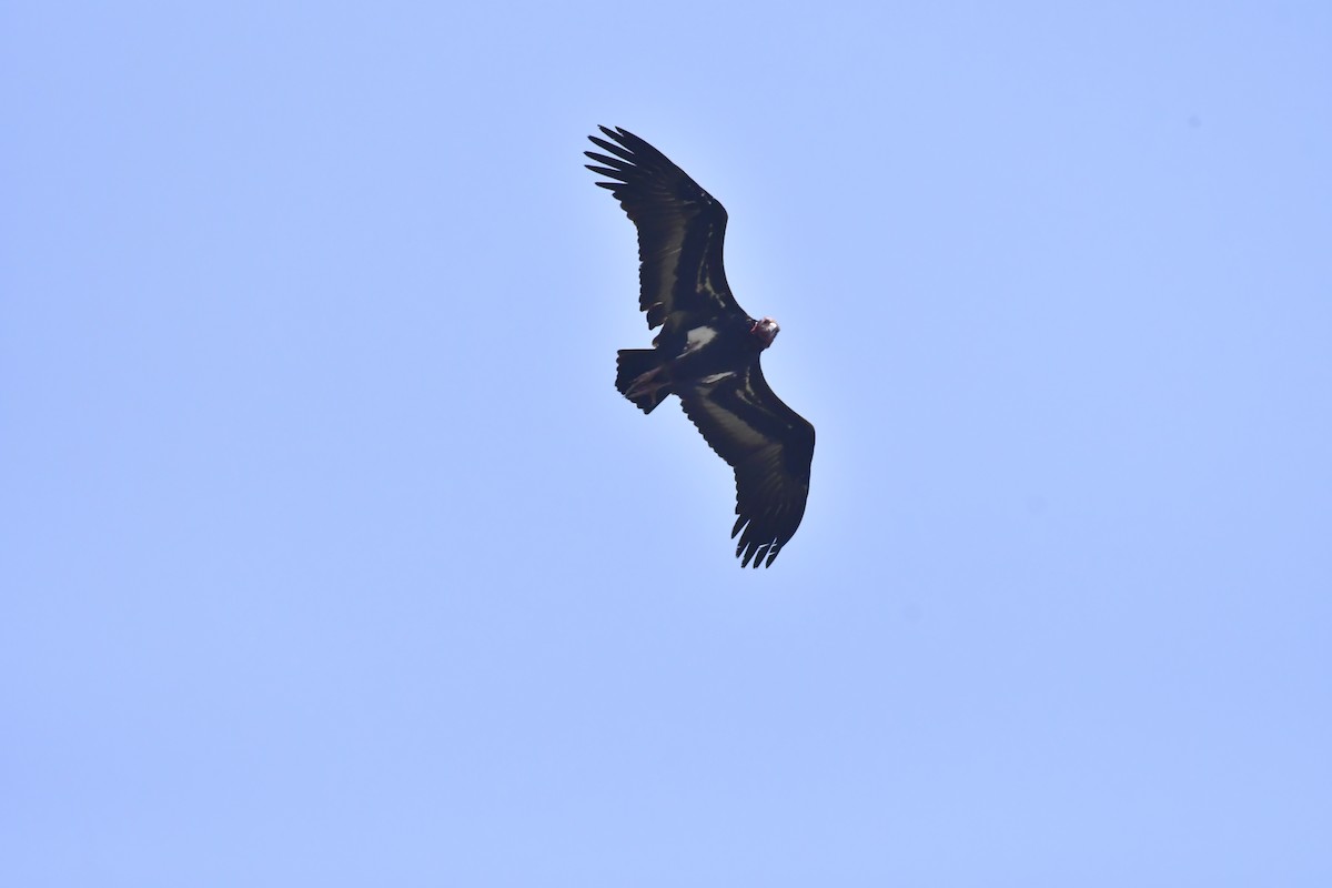 Red-headed Vulture - ML543535231