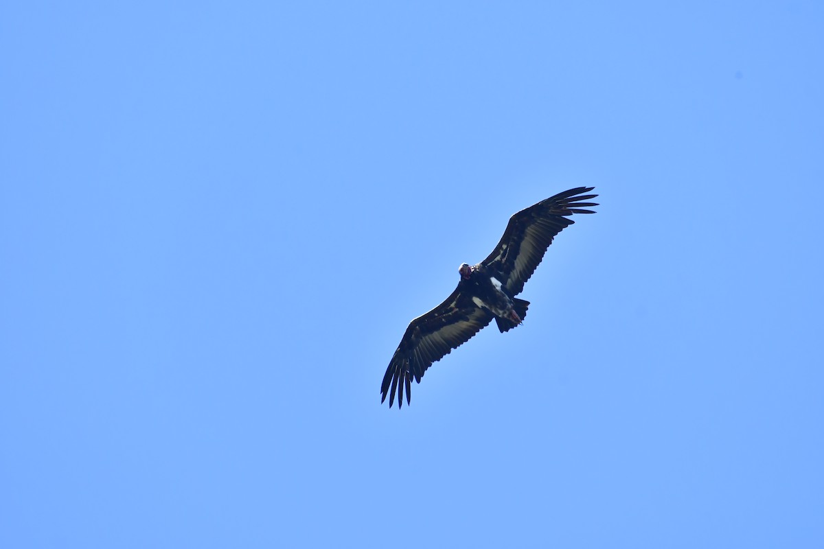 Red-headed Vulture - ML543535241
