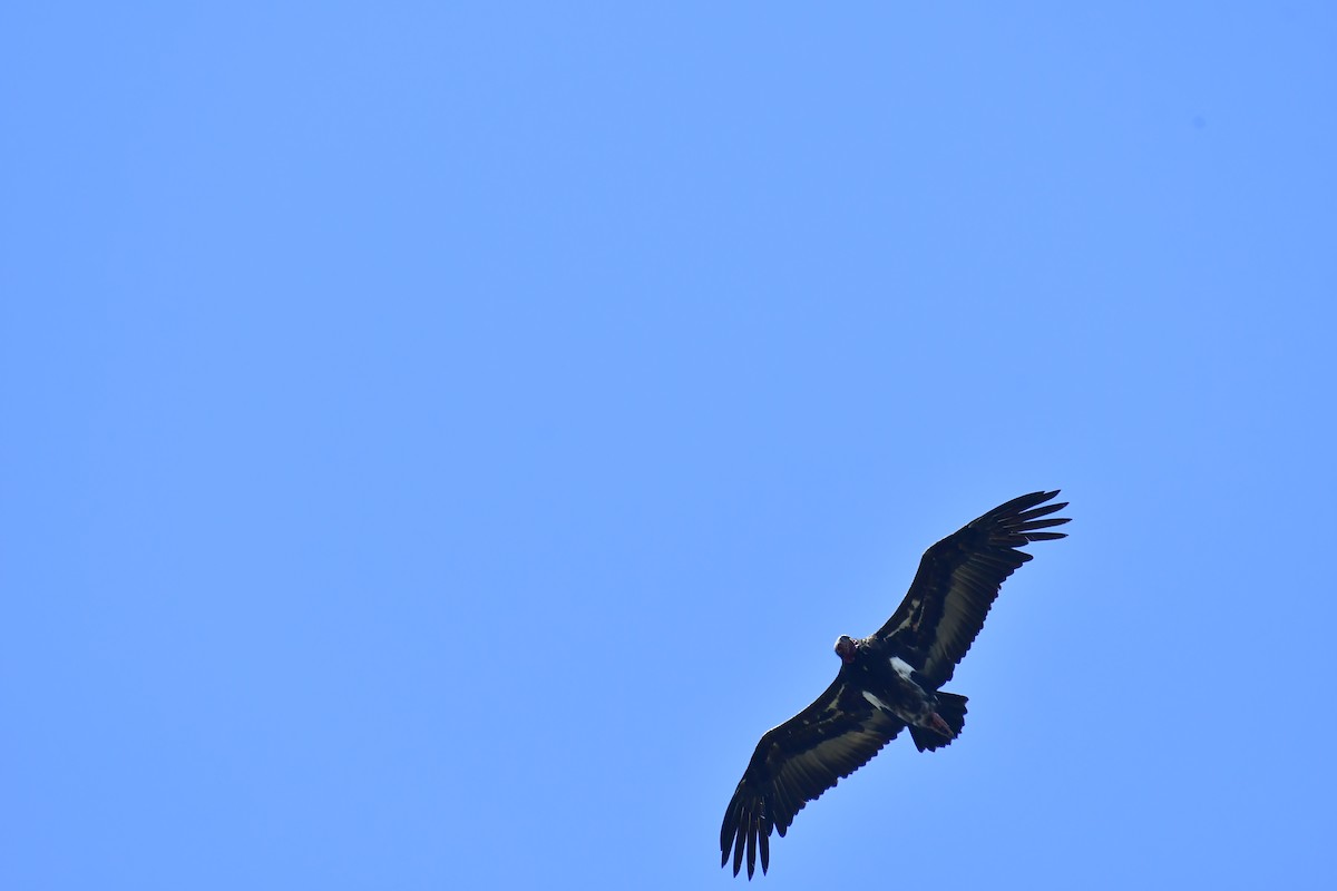Red-headed Vulture - ML543535251