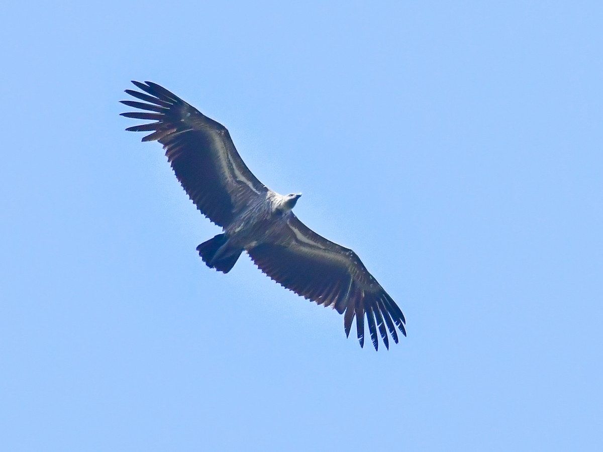 White-rumped Vulture - ML543535951