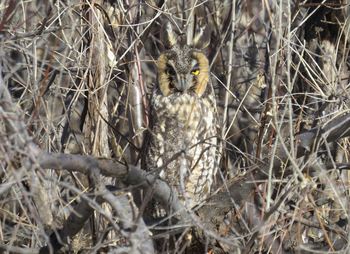 Long-eared Owl - ML543536411
