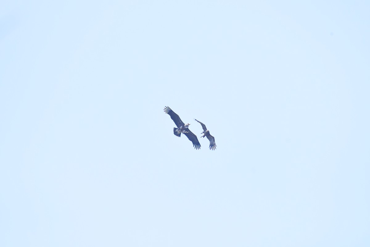 Greater Spotted Eagle - ML543536751