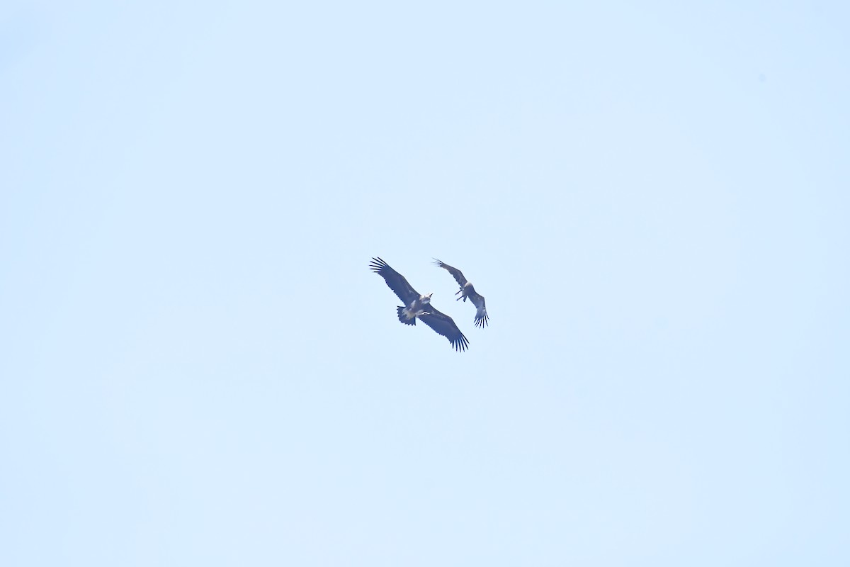 Greater Spotted Eagle - Vivek Sudhakaran