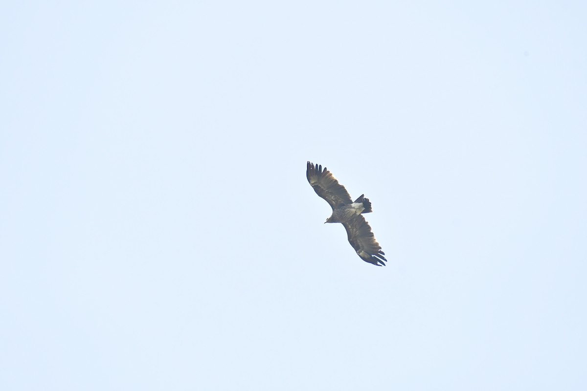 Greater Spotted Eagle - ML543536781