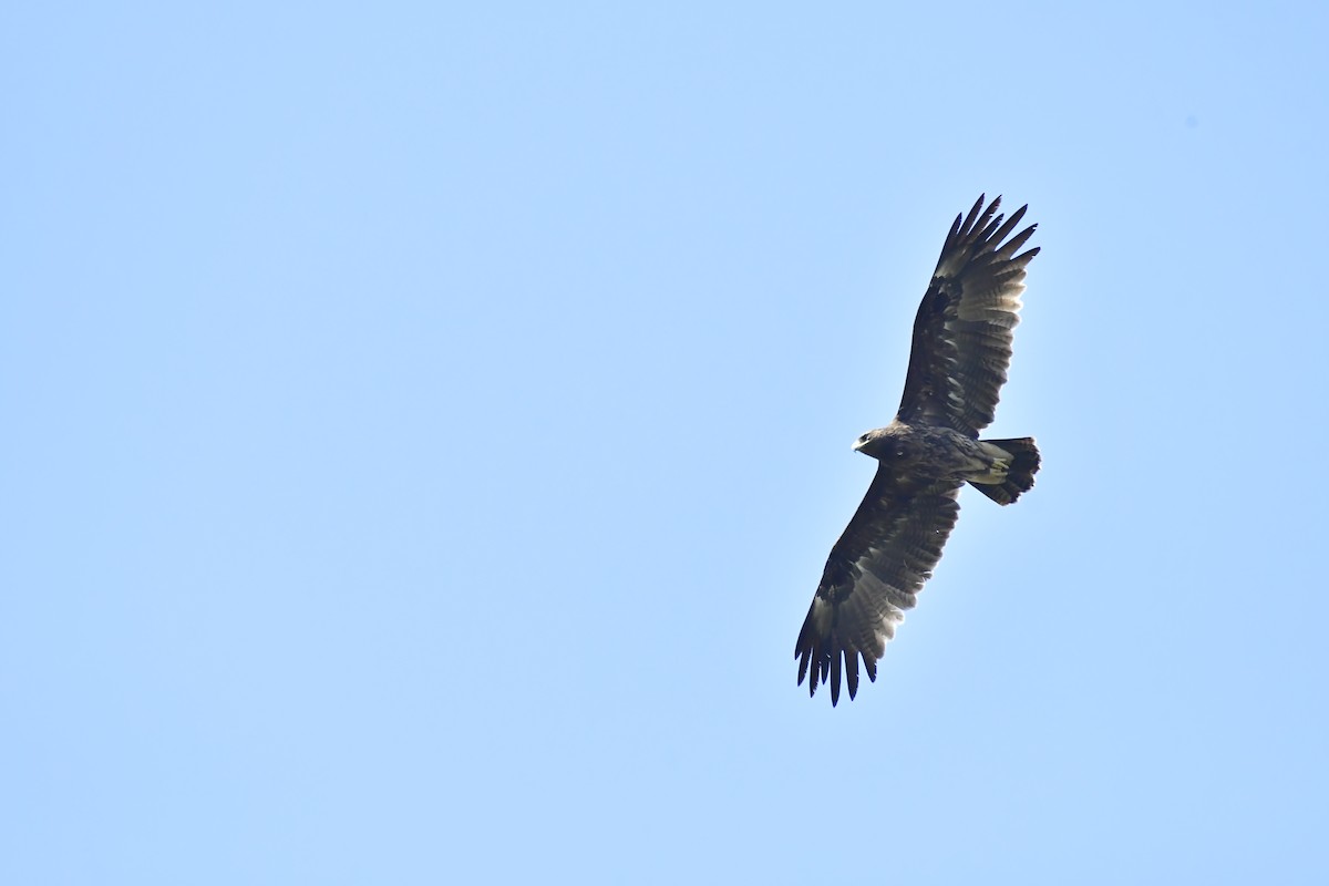 Greater Spotted Eagle - ML543536791