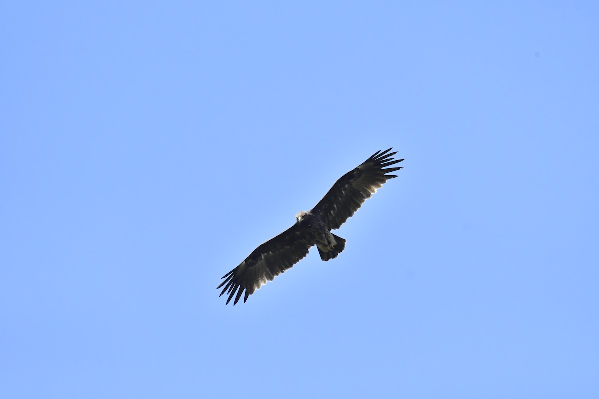Greater Spotted Eagle - Vivek Sudhakaran