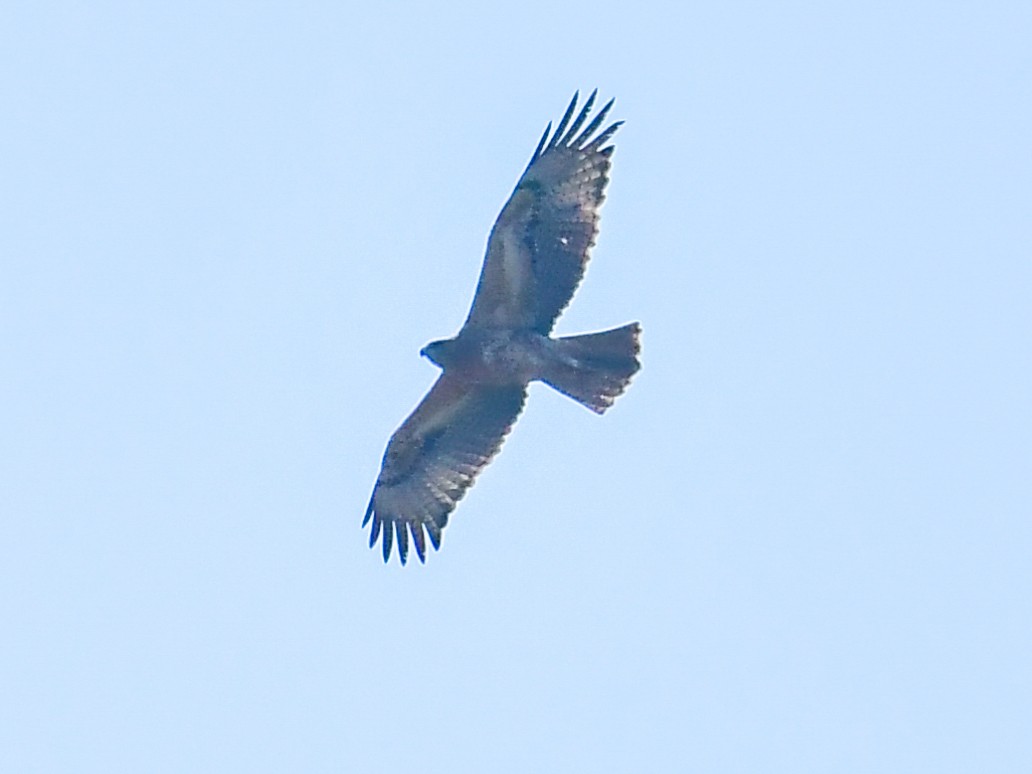 Bonelli's Eagle - Vivek Sudhakaran