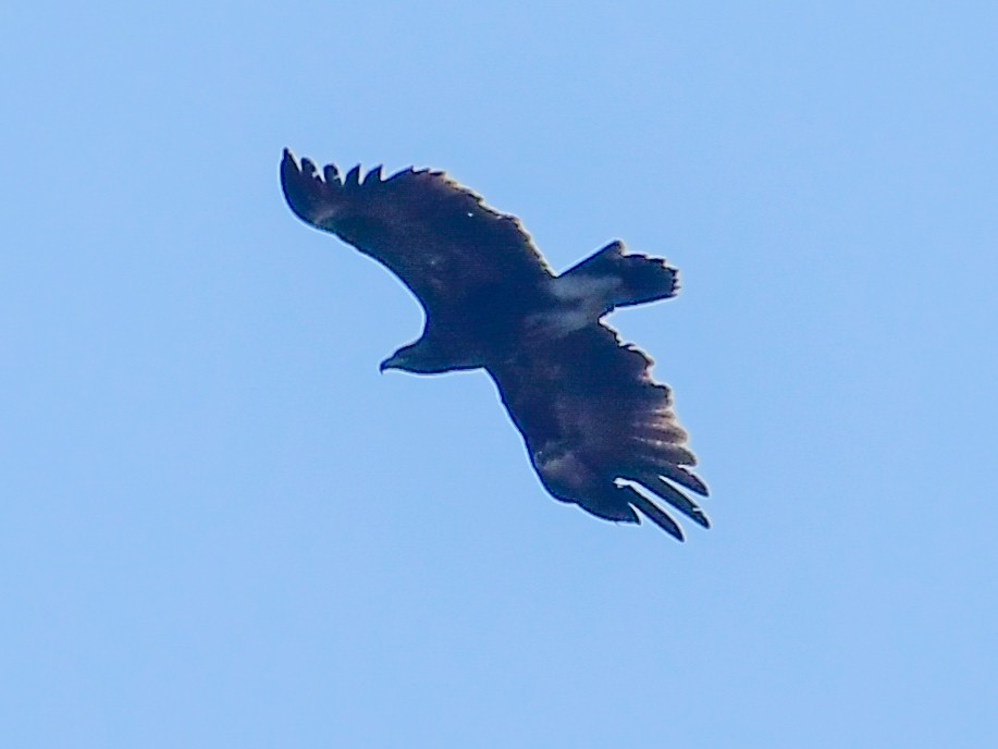 Greater Spotted Eagle - ML543537731