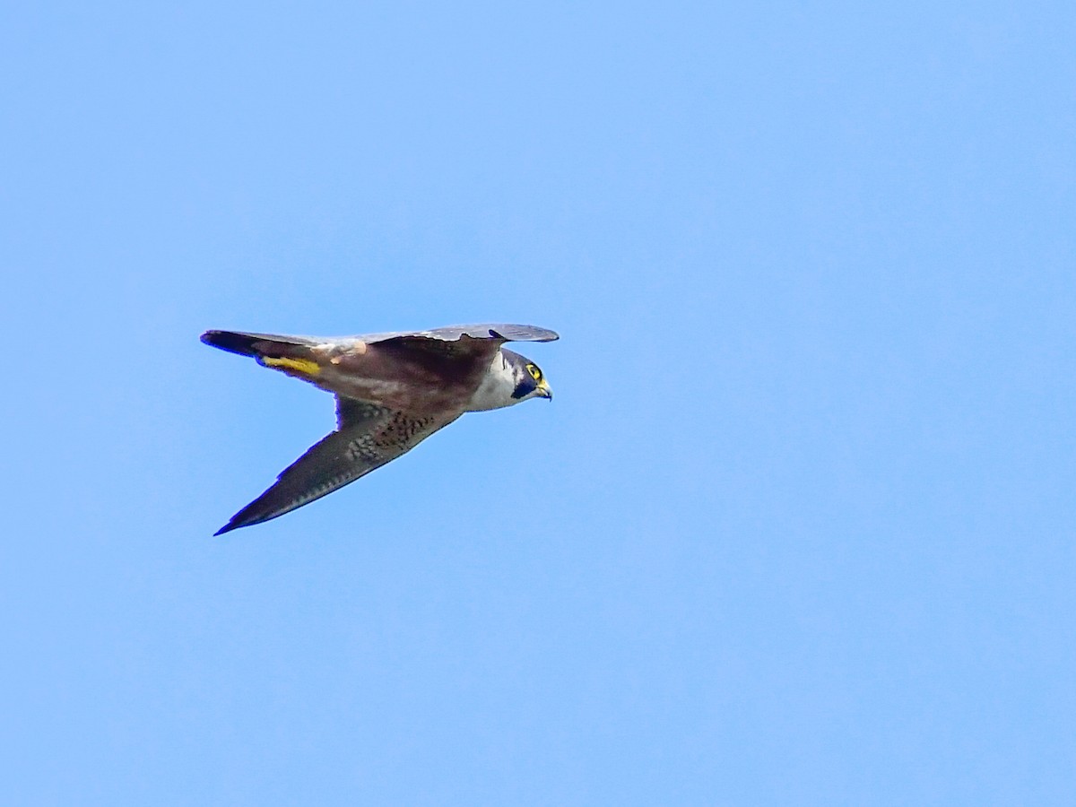 Peregrine Falcon (Shaheen) - Vivek Sudhakaran
