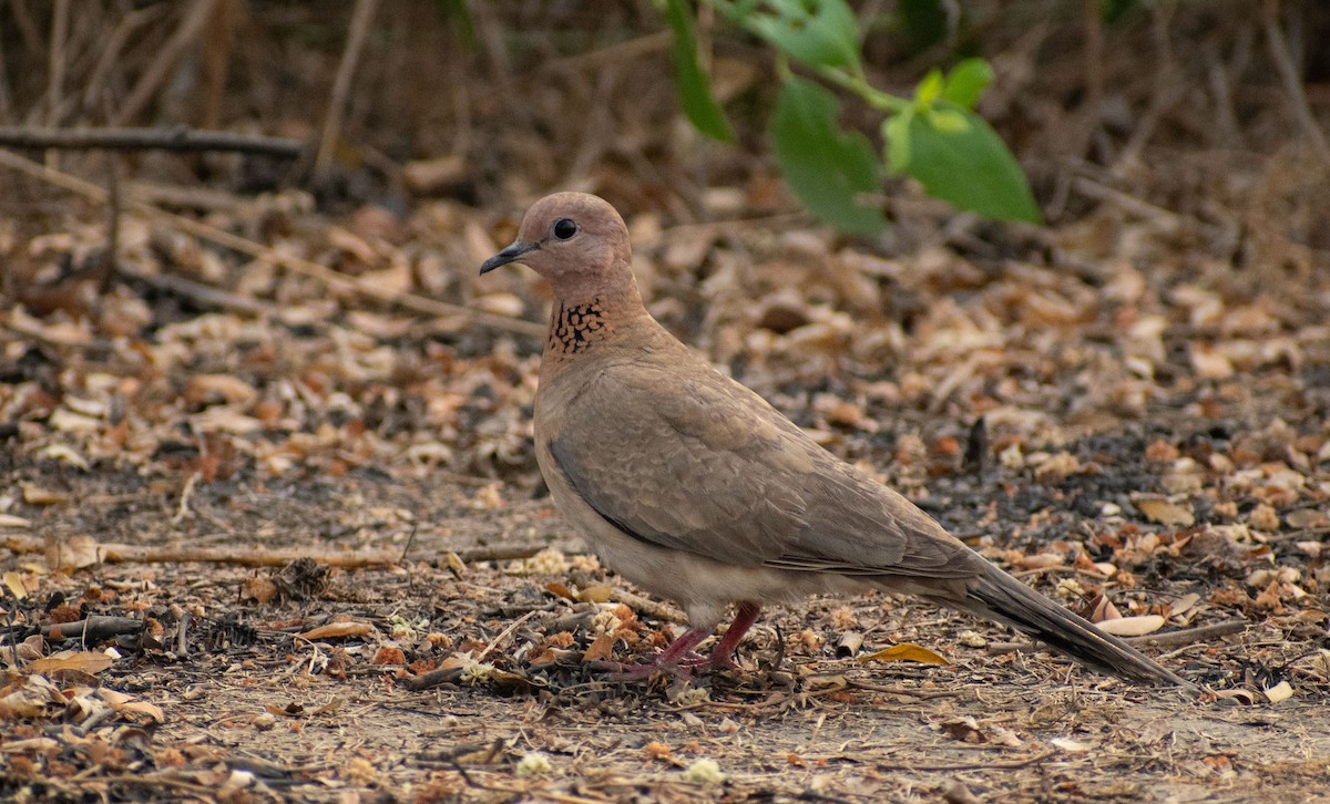 Laughing Dove - ML543544281