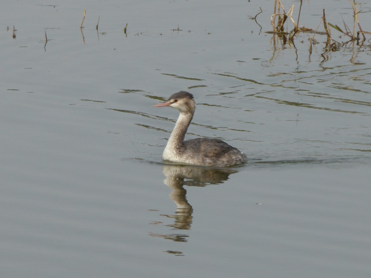 Great Crested Grebe - ML543545581