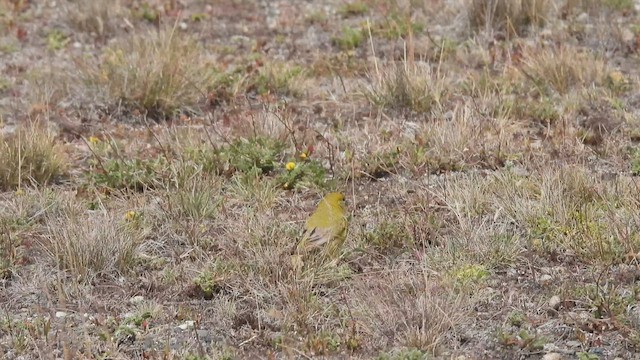 Patagonian Yellow-Finch - ML543546141