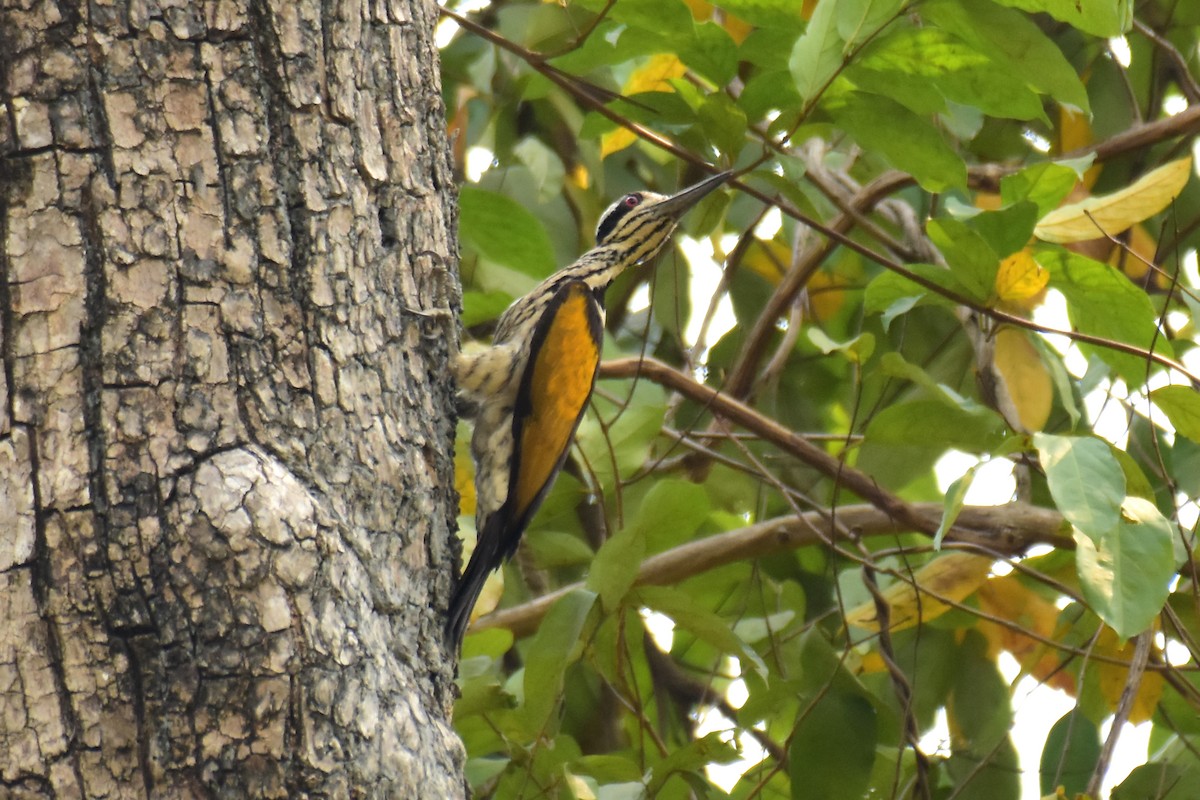 White-naped Woodpecker - Ajoy Kumar Dawn