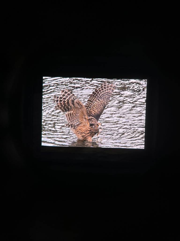 Tawny Fish-Owl - ML543552191