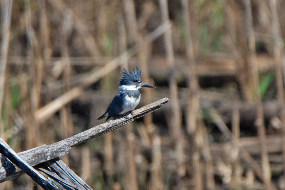 Belted Kingfisher - ML543555421