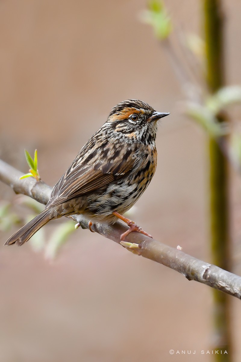 Rufous-breasted Accentor - ML543555681