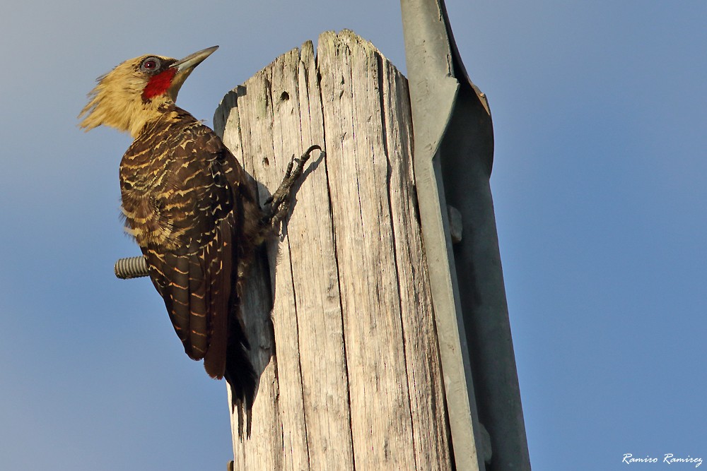 Pale-crested Woodpecker - ML543557481