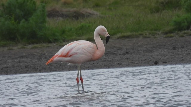 Şili Flamingosu - ML543558101