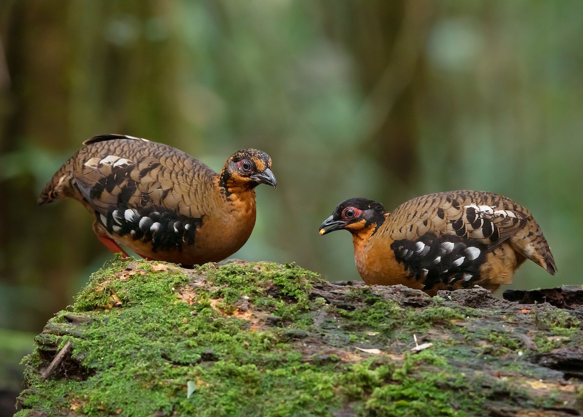 Red-breasted Partridge - ML543560411