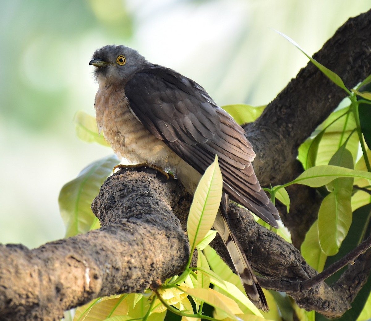 Common Hawk-Cuckoo - Arindam Roy