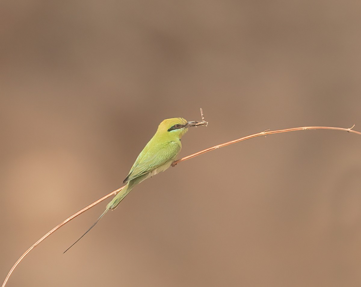 African Green Bee-eater - ML543561741