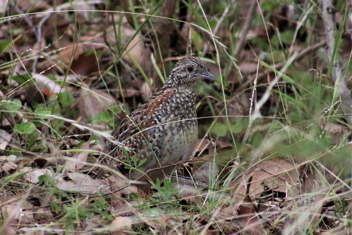 Painted Buttonquail - ML543569951