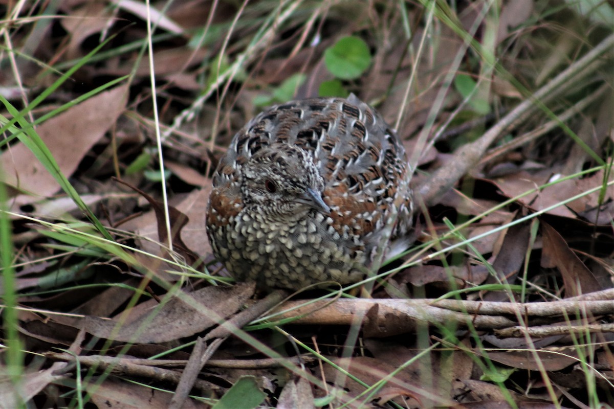 Painted Buttonquail - ML543569961