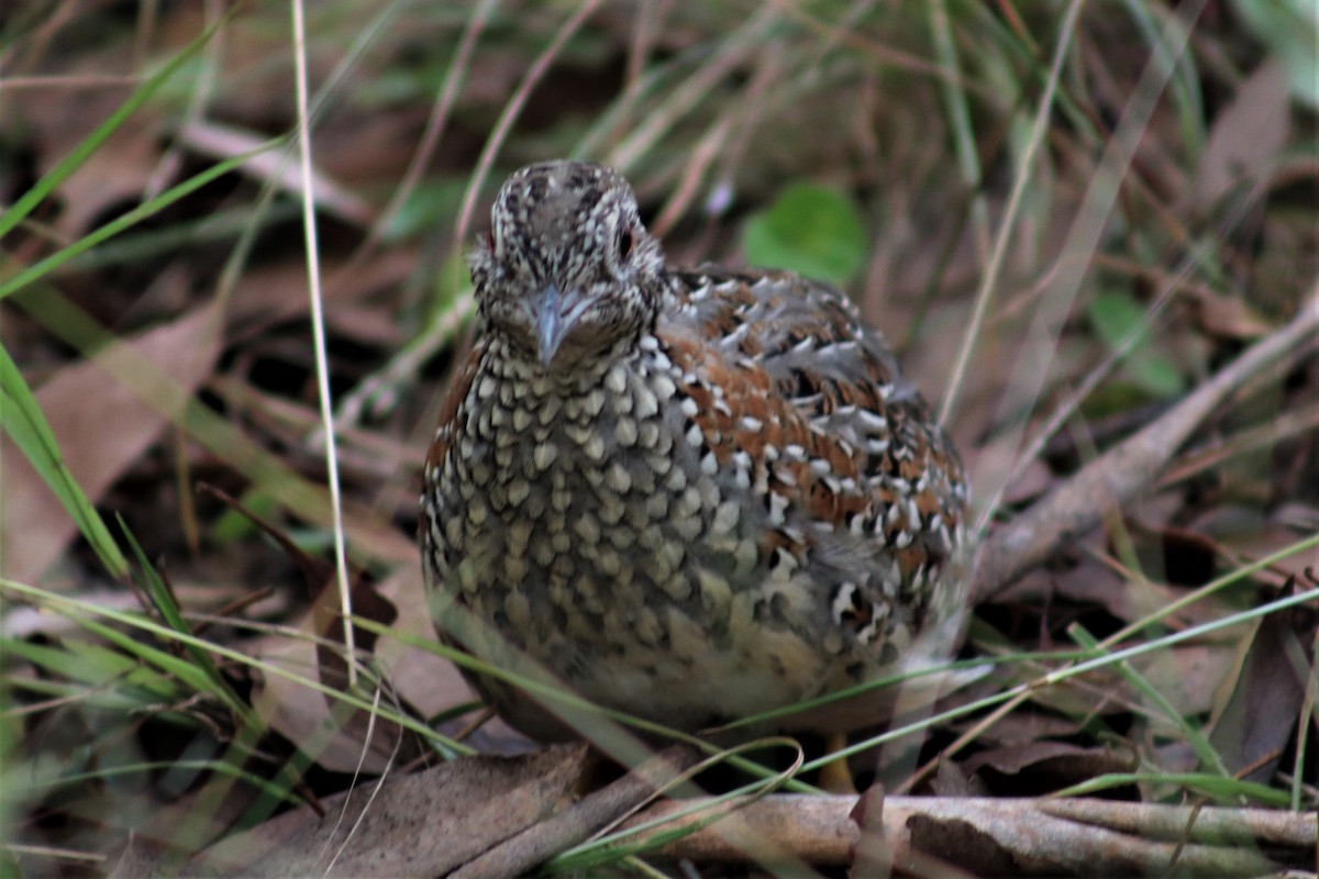 Painted Buttonquail - ML543569991