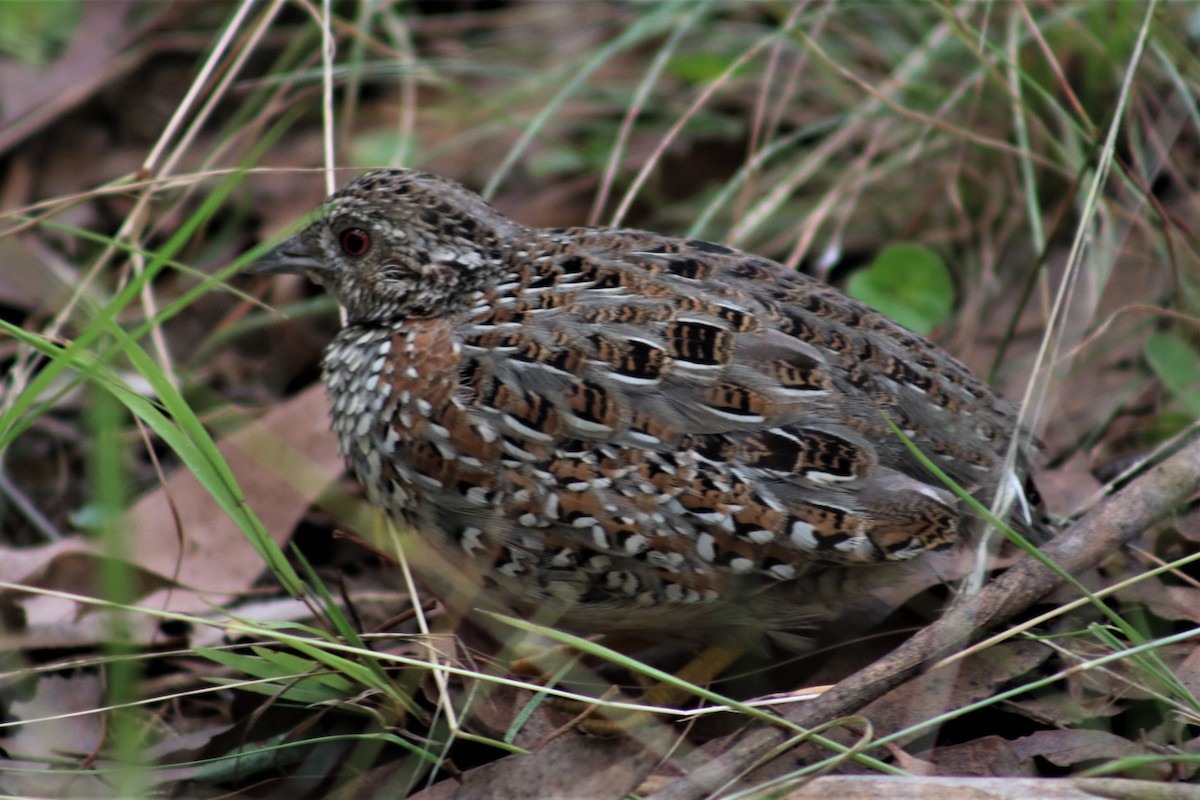 Painted Buttonquail - ML543570001